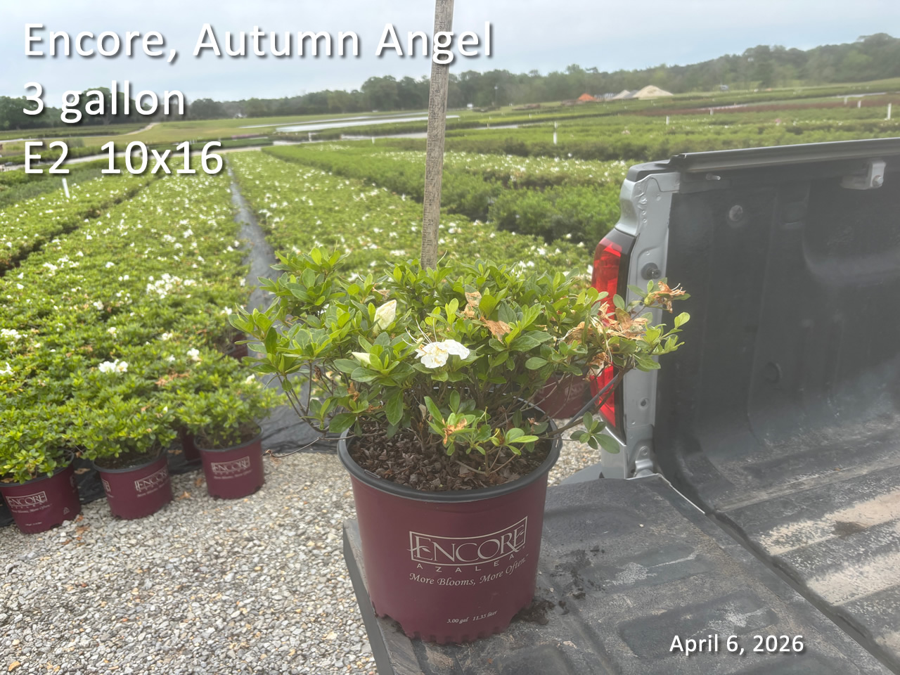 gallery/eang3 e2 apr6.jpg